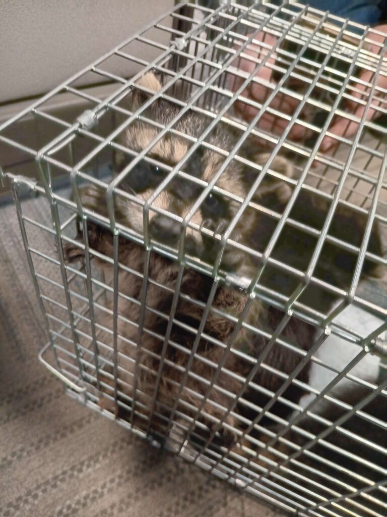 Animal Removal Dyer