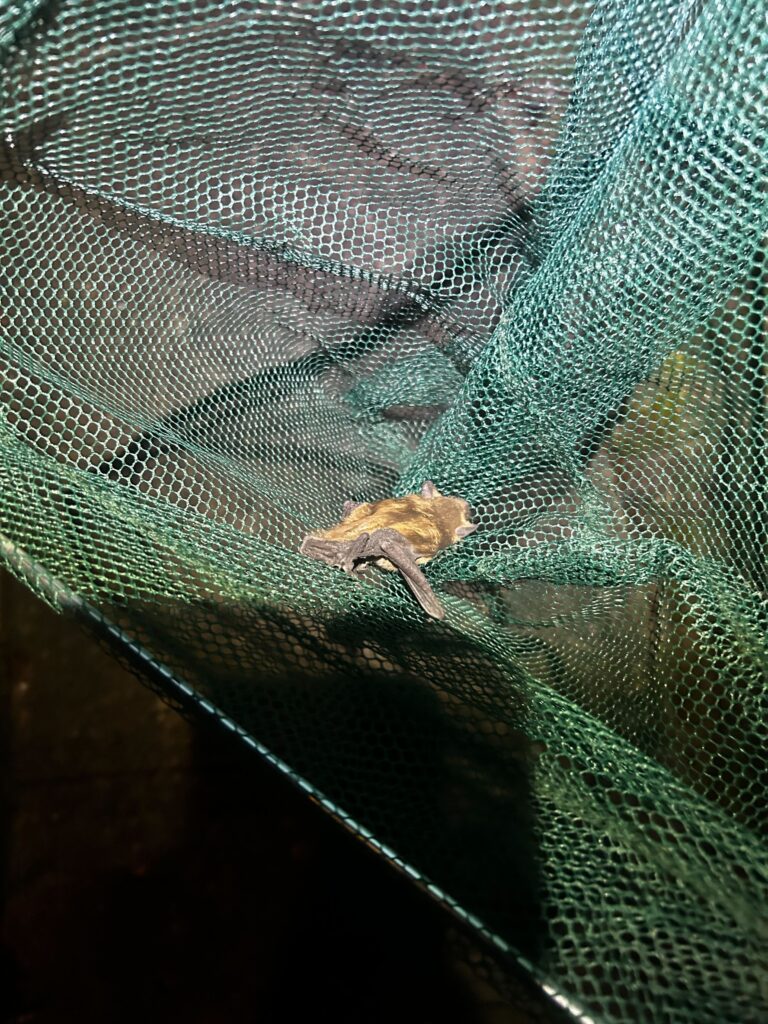 Animal Removal Dyer