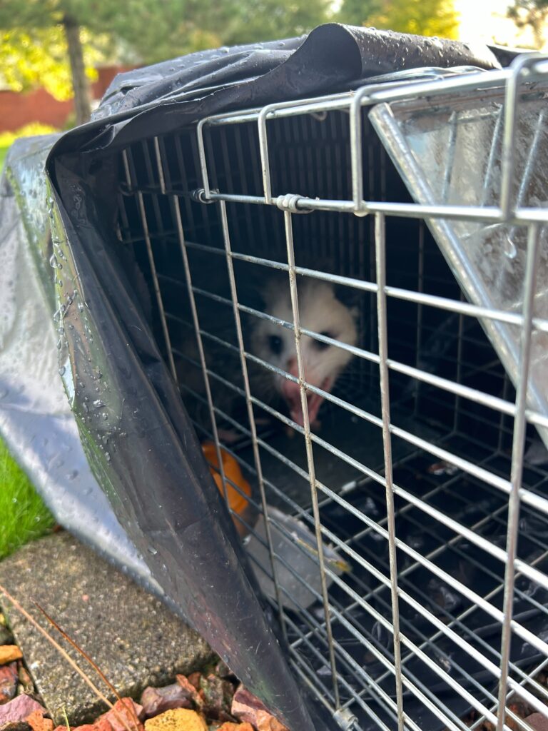 Animal Removal Dyer