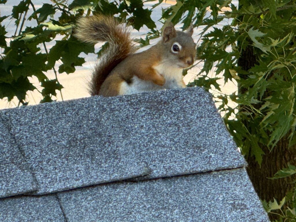 Animal Removal Dyer