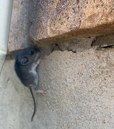 Animal Removal Dyer